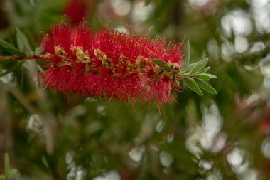 Şişe fırça çiçek Bush