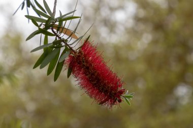 Şişe fırça çiçek Bush