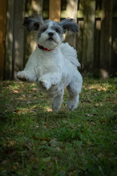 Backyard Fun Charlie — Stock Photo, Image