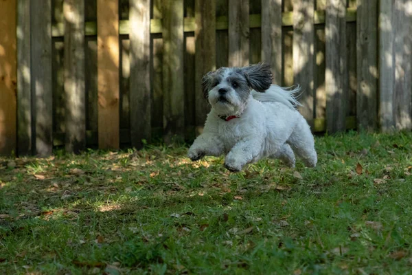 Charlie Backyard Szórakozás — Stock Fotó