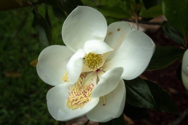 İlkbaharda Manolya Ağacı Çiçekleri