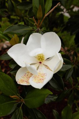 İlkbaharda Manolya Ağacı Çiçekleri