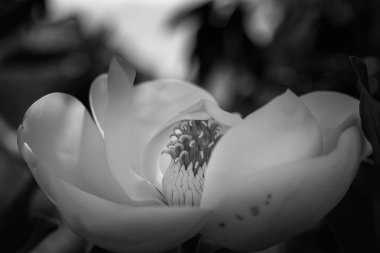 İlkbaharda Manolya Ağacı Çiçekleri