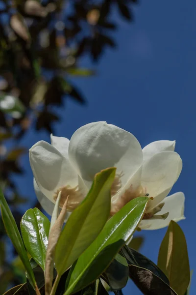 Magnolienblüten Frühling — Stockfoto