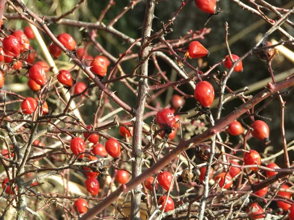 Berries Branches — Stock Photo, Image