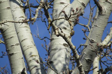 bir ağacın dalları