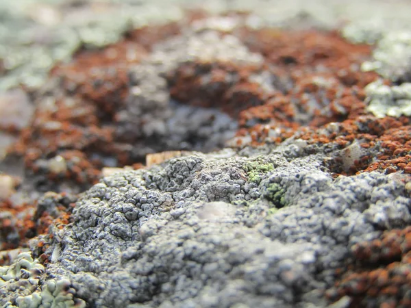岩石上的宏观苔藓 — 图库照片