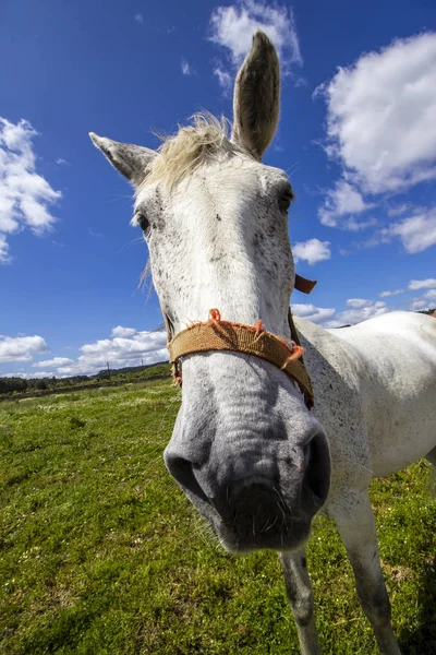 Cara de Cavalo alongada