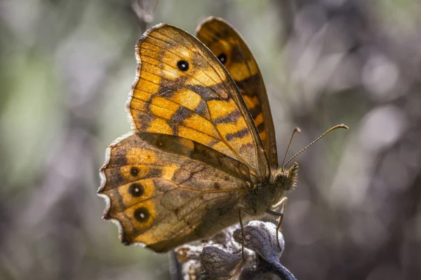 Borboleta amarela pousada em ramo