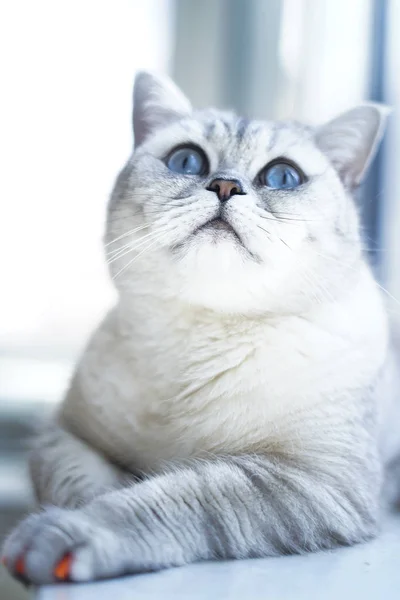 Biały Kot Białym Tle — Zdjęcie stockowe