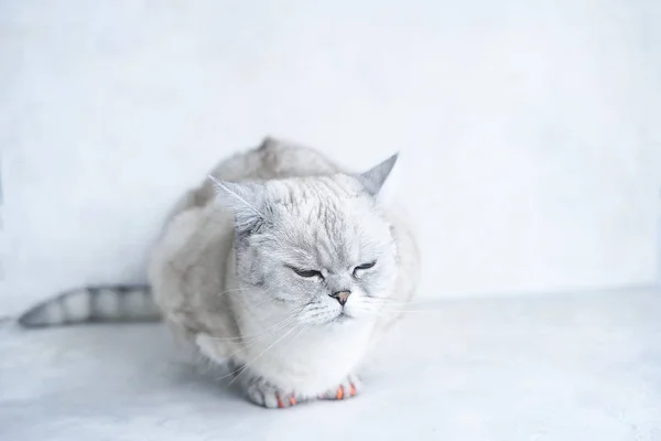 Witte Kat Witte Achtergrond — Stockfoto