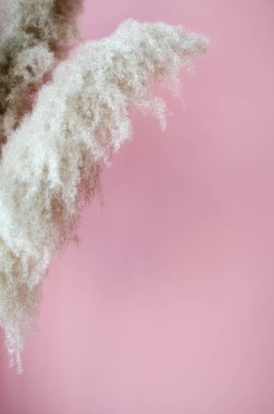 Kurutulmuş çiçekler ile pembe arka plan