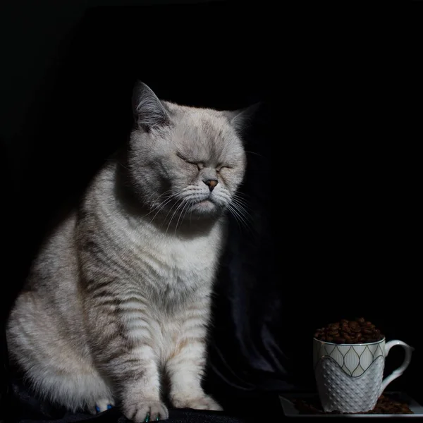黑底白猫 — 图库照片