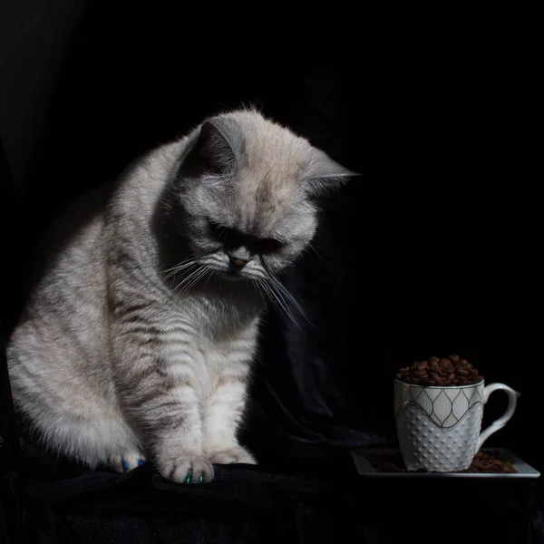 Witte Kat Zwarte Achtergrond — Stockfoto