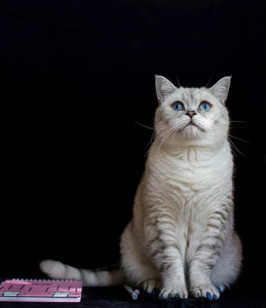 Gatto Bianco Sul Backround Nero — Foto Stock