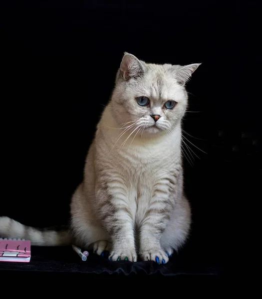 Gato Branco Fundo Preto — Fotografia de Stock