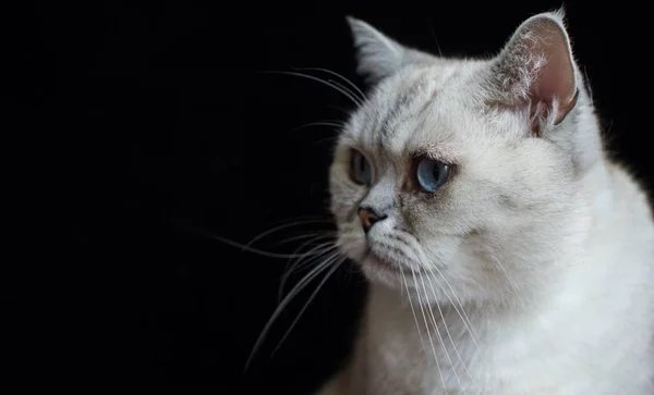 Witte Kat Zwarte Achtergrond — Stockfoto