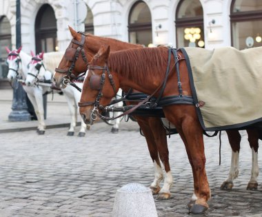 bir at arabası için harnessed atlar