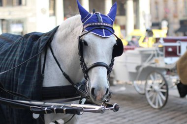 bir at arabası için harnessed atlar