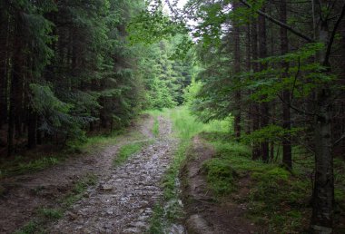 Karpatiler 'de Petros üzerinden Hoverla 'ya Karadağ sırtı boyunca pop Ivan 'a trekking