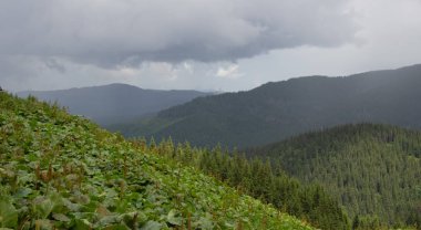 Karpatiler 'de Petros üzerinden Hoverla 'ya Karadağ sırtı boyunca pop Ivan 'a trekking