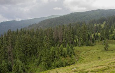 Karpatiler 'de Petros üzerinden Hoverla 'ya Karadağ sırtı boyunca pop Ivan 'a trekking
