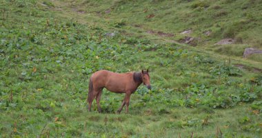 Karpatiler 'de Petros üzerinden Hoverla 'ya Karadağ sırtı boyunca pop Ivan 'a trekking