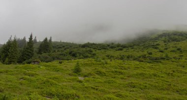 Karpatiler 'de Petros üzerinden Hoverla 'ya Karadağ sırtı boyunca pop Ivan 'a trekking