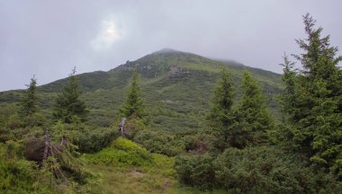 Karpatiler 'de Petros üzerinden Hoverla 'ya Karadağ sırtı boyunca pop Ivan 'a trekking