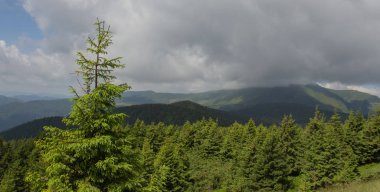 Karpatiler 'de Petros üzerinden Hoverla 'ya Karadağ sırtı boyunca pop Ivan 'a trekking