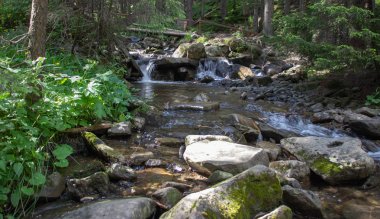 Karpatiler 'de Petros üzerinden Hoverla 'ya Karadağ sırtı boyunca pop Ivan 'a trekking