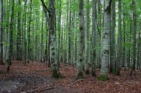 Trekking in the Carpathians through Petros to Hoverla along the Montenegrin ridge to Pop Ivan