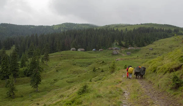 Trekking Carpathians Petros Hoverla Montenegrin Ridge Pop Ivan — Stock Photo, Image