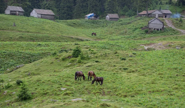 Trekking Dans Les Carpates Travers Petros Hoverla Long Crête Monténégrine — Photo