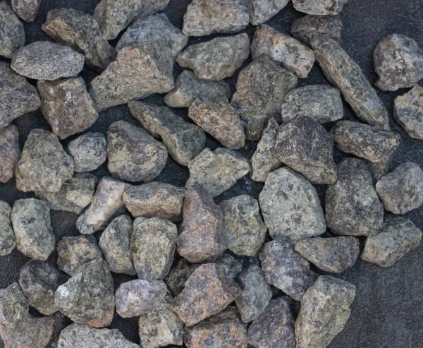 Conchas Mar Piedras Como Fondo — Foto de Stock