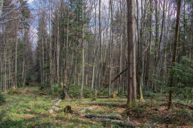 Karpatlarda dinlen, Gorgany dağlarında yürüyüş 
