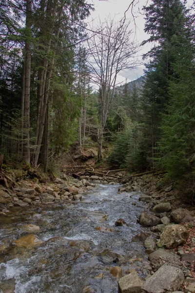 Vila Karpaterna Vandra Bergen Gorgany — Stockfoto