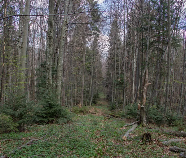 Istirahat Carpathians Mendaki Pegunungan Gorgany — Stok Foto