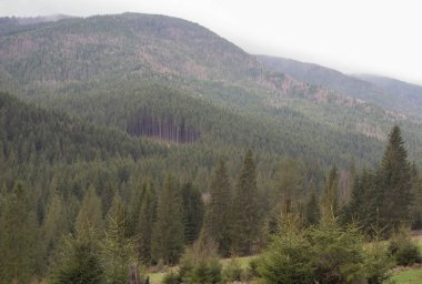 Karpatlarda dinlen, Gorgany dağlarında yürüyüş 