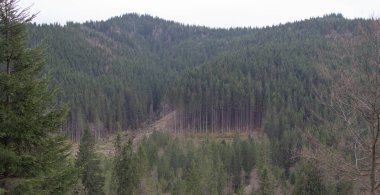 Karpatlarda dinlen, Gorgany dağlarında yürüyüş 