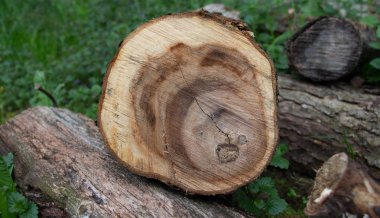 Kabuğun altında bir ağaç kes, ağaç kesiğin üzerinde daireler çizer.