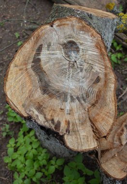 Kabuğun altında bir ağaç kes, ağaç kesiğin üzerinde daireler çizer.