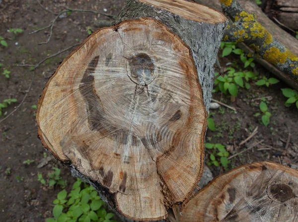 Cut a tree under the bark, tree circles on a cut