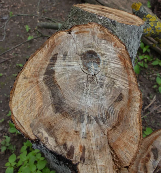 Cut a tree under the bark, tree circles on a cut