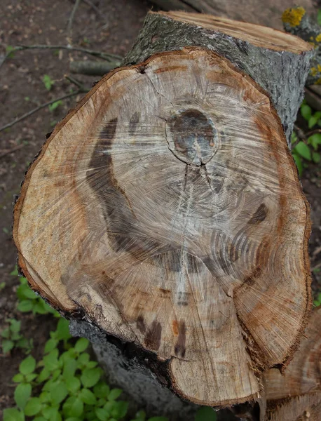 Cut a tree under the bark, tree circles on a cut