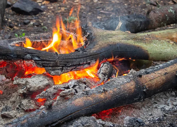 Camping Fire Ognisko Nocy Ognisko Lesie Spalanie Drewna Kominowego — Zdjęcie stockowe