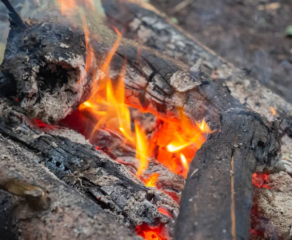 Camping Fire Ognisko Nocy Ognisko Lesie Spalanie Drewna Kominowego — Zdjęcie stockowe