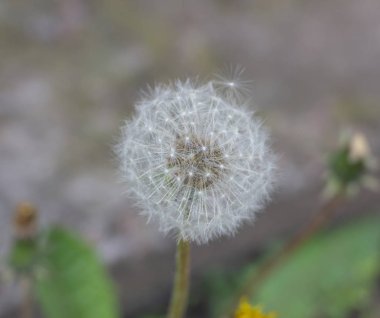 karahindiba çiçeği yakın karahindiba tohumu, Güzel karahindiba çiçeği yakın 