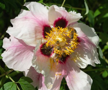 Arılar tarafından çiçek tozlaşma yakın, Sarı Çiçek Bal Arısı, Makro Close Up