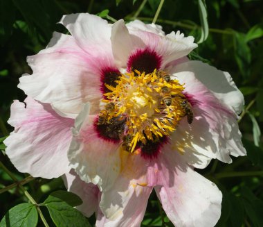 Arılar tarafından çiçek tozlaşma yakın, Sarı Çiçek Bal Arısı, Makro Close Up